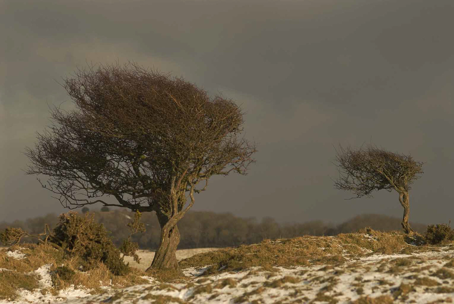 Dorset-landscape-photography-photographer-video-jo-kearney-prints-for-sale-trees.jpg