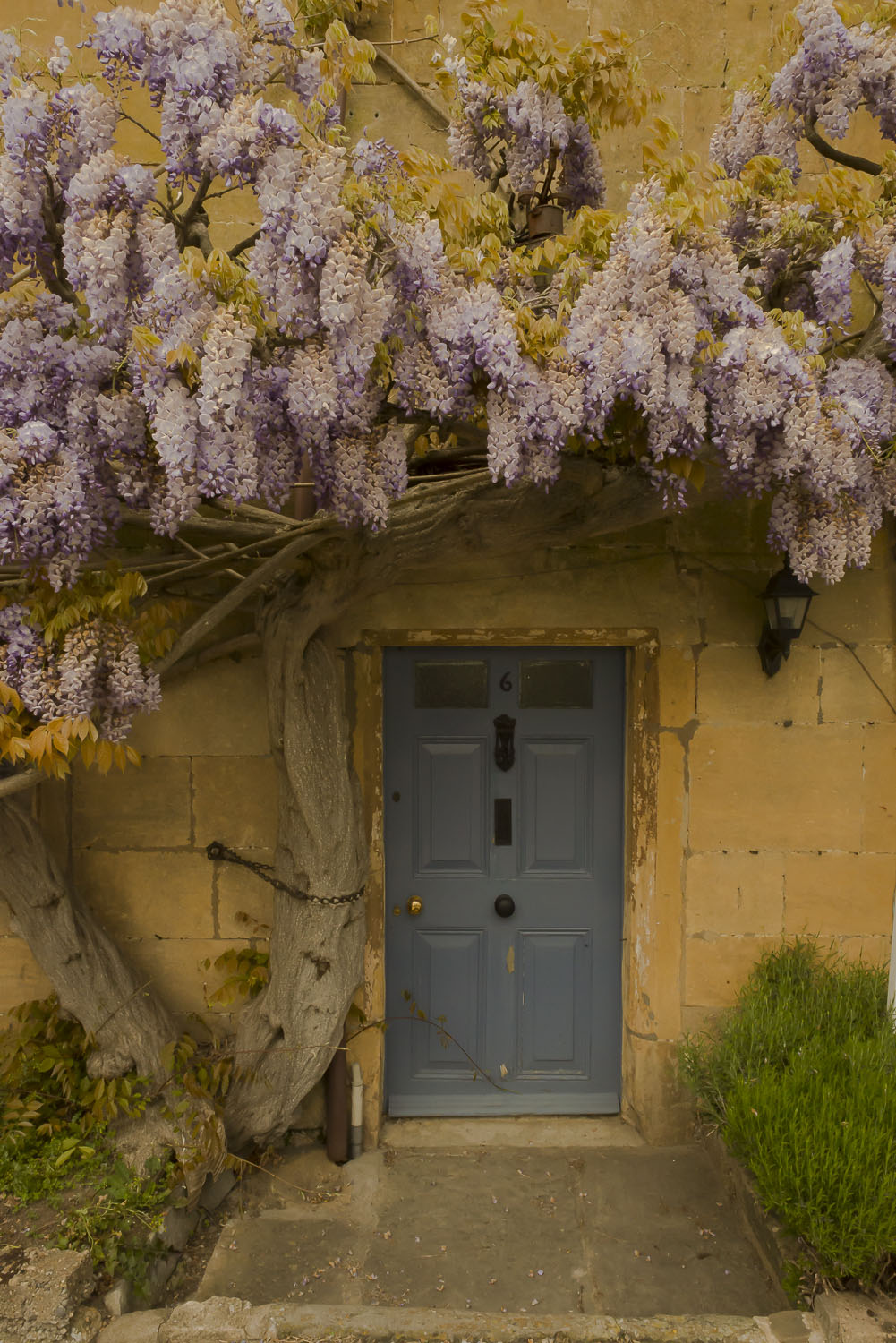 cottage-wisteria-Broadway-Gloucestershire-Jo-Kearney-photos-landscape-photography-video-landscapes.jpg