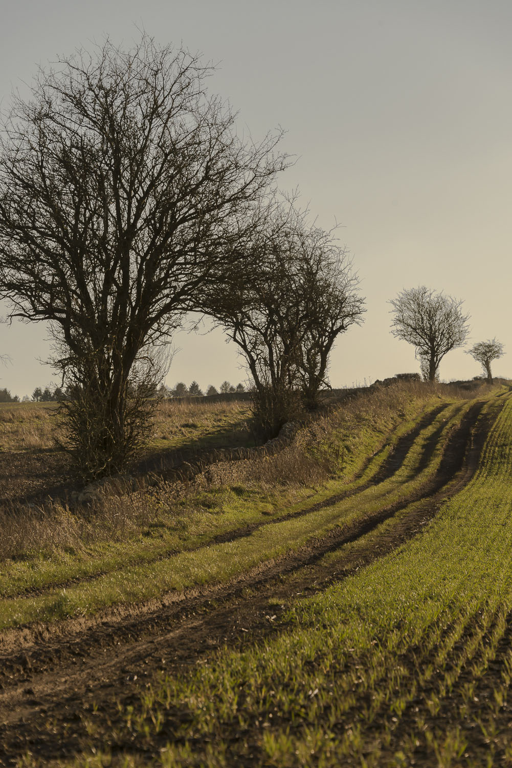 trees-winter-Gloucestershire-Jo-Kearney-photos-landscape-photography-video-landscapes.jpg