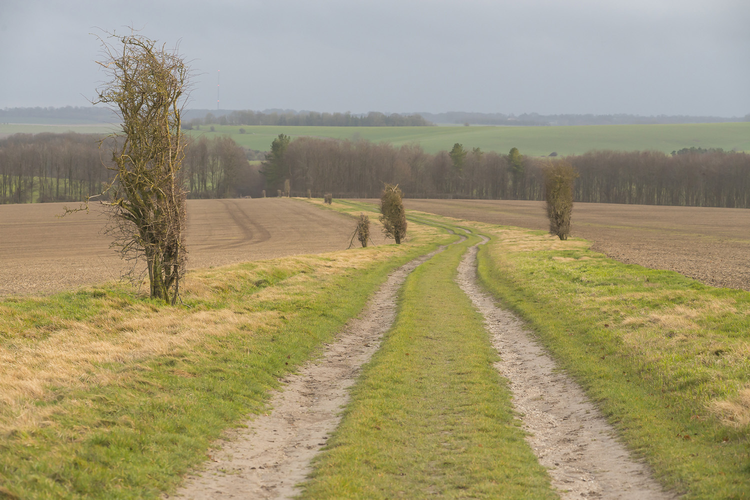 Ridgeway-Oxfordshire-Jo-Kearney-photos-landscape-photography-video-landscapes.jpg