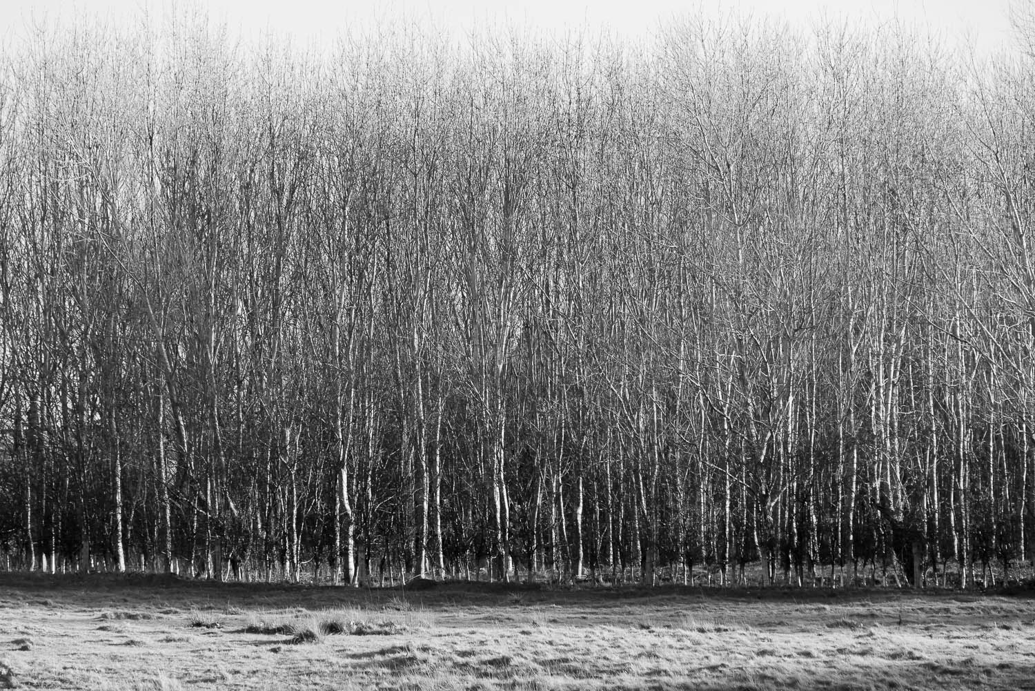 winter-trees-rows-Gloucestershire-Jo-Kearney-photos-landscape-photography-video-landscapes.jpg