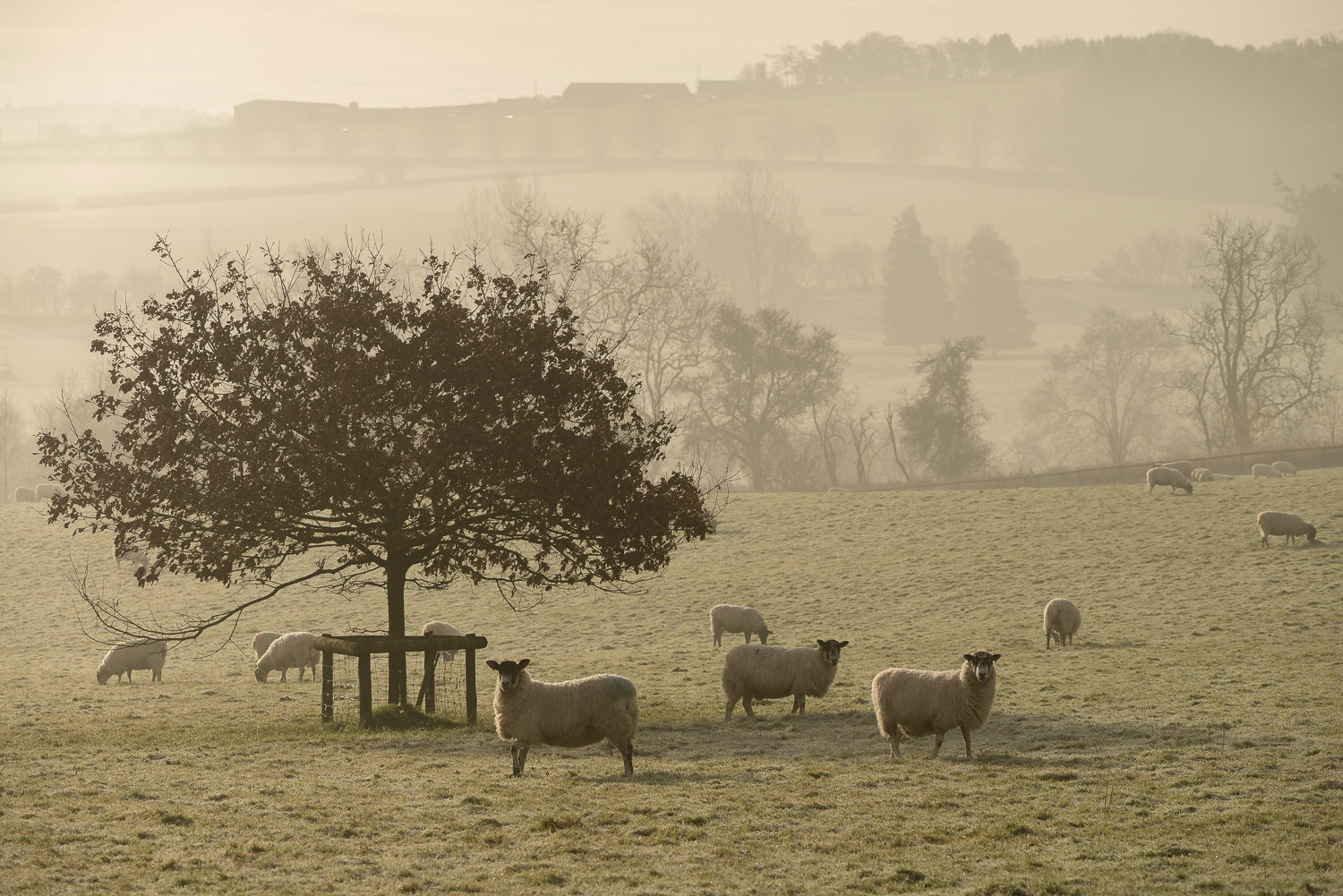 sheep-winter-fields-Gloucestershire-Jo-Kearney-photos-landscape-photography-video-landscapes.jpg