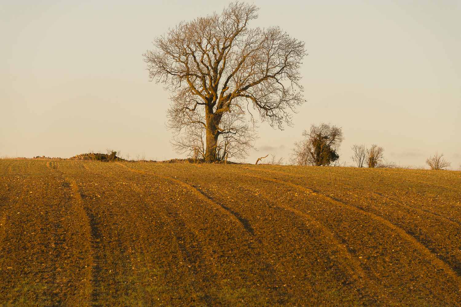 golden-light-winter-fields-Gloucestershire-Jo-Kearney-photos-landscape-photography-video-landscapes.jpg