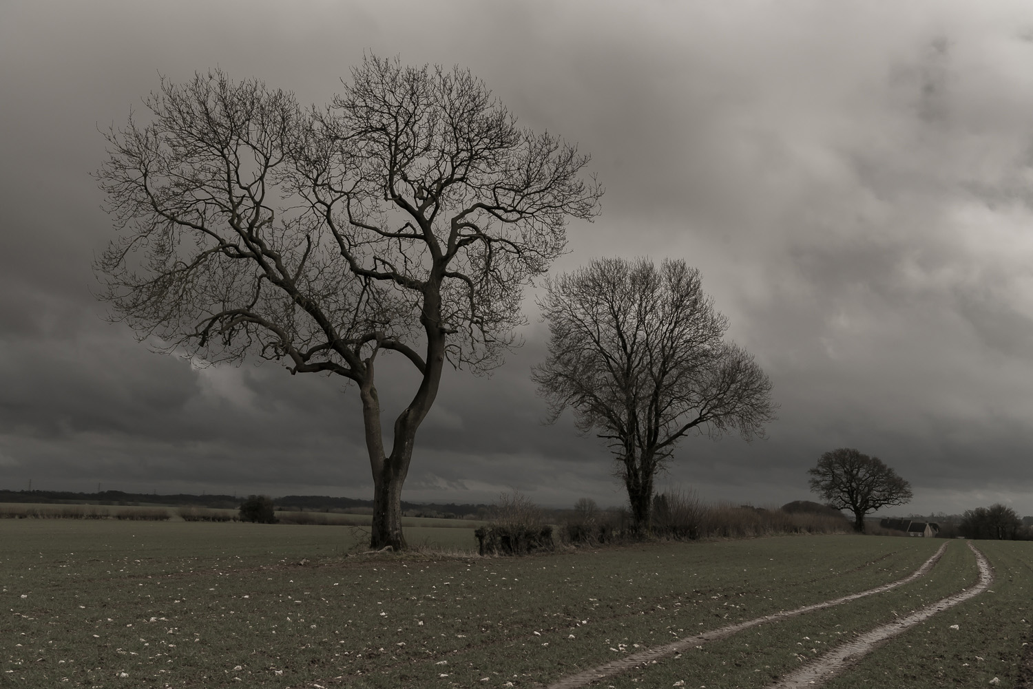 trees-winter-fields-Gloucestershire-Jo-Kearney-photos-landscape-photography-video-landscapes.jpg