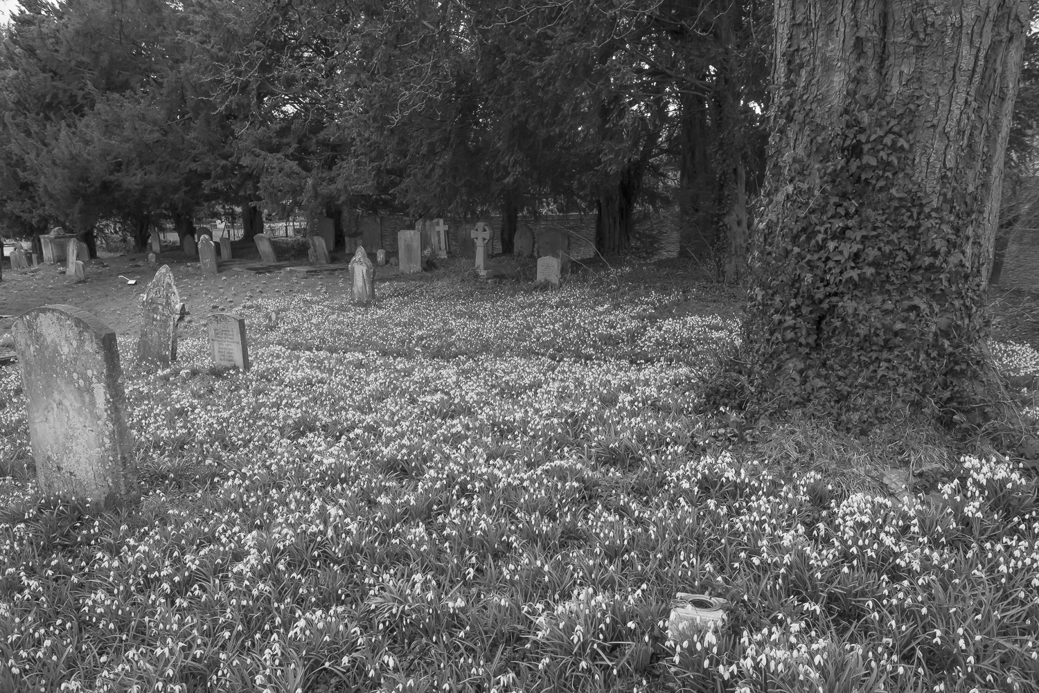 snow-drops-Gloucestershire-Jo-Kearney-photos-landscape-photography-video-landscapes.jpg