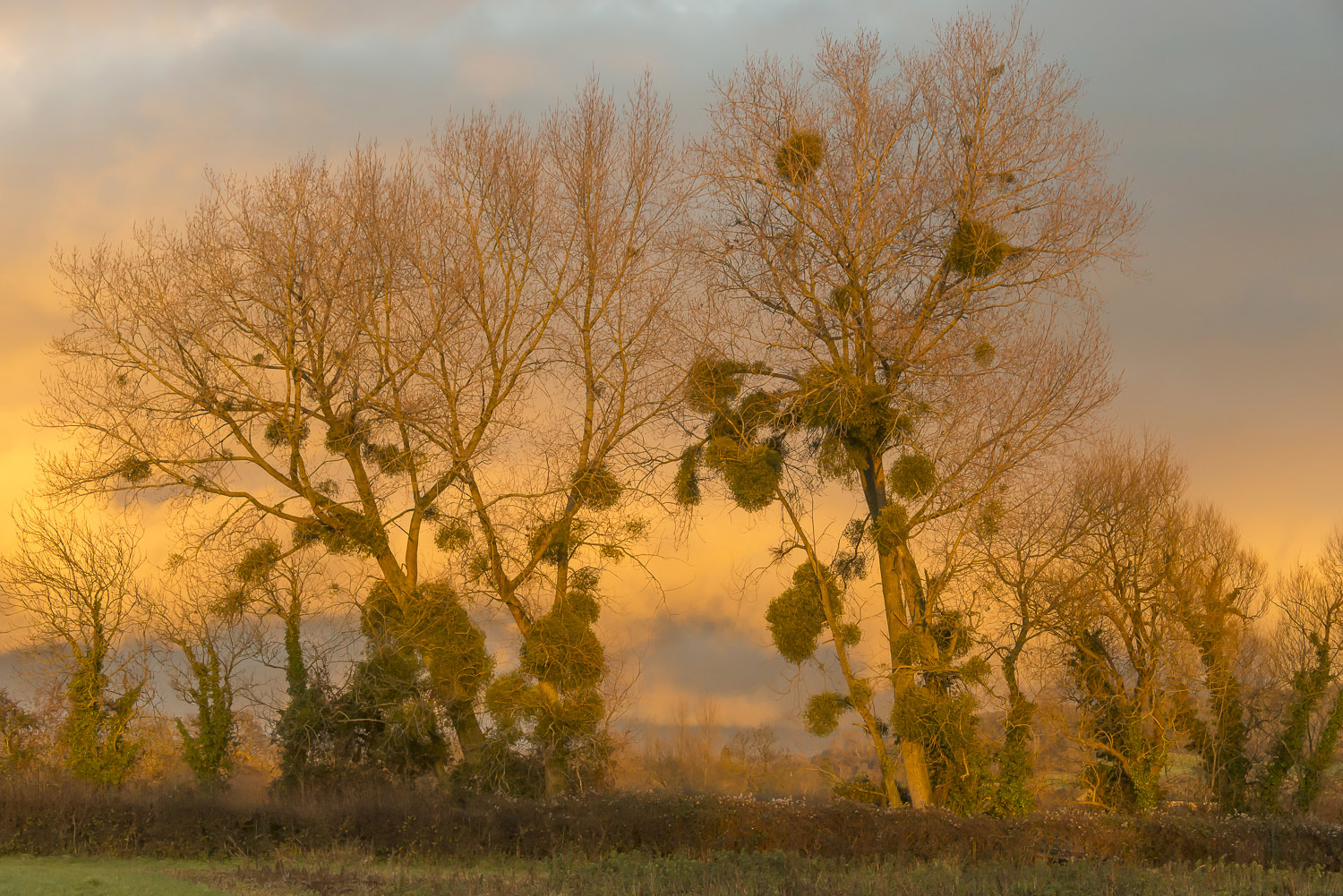 mistletoe-warm-colours-winter-fields-Gloucestershire-Jo-Kearney-photos-landscape-photography-video-landscapes.jpg