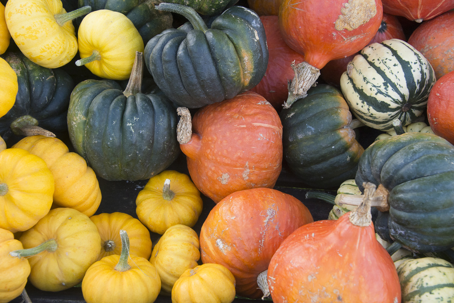 pumpkins-Gloucestershire-Jo-Kearney-photos-landscape-photography-video-landscapes.jpg