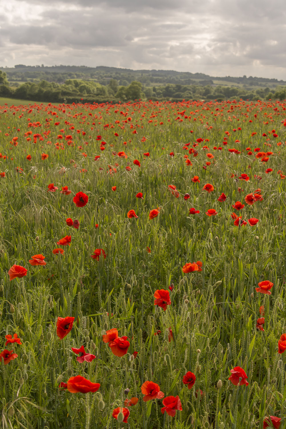 poppies-Gloucestershire-Jo-Kearney-photos-landscape-photography-video-landscapes.jpg