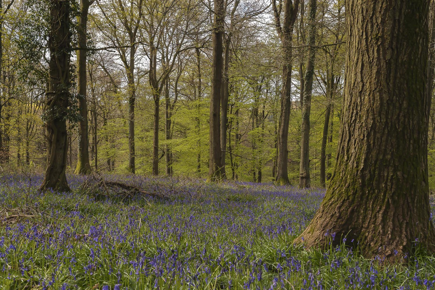 bluebells-Gloucestershire-Spring-woods-Forest-of-Dean-Jo-Kearney-photos-landscape-photography-video-landscapes.jpg