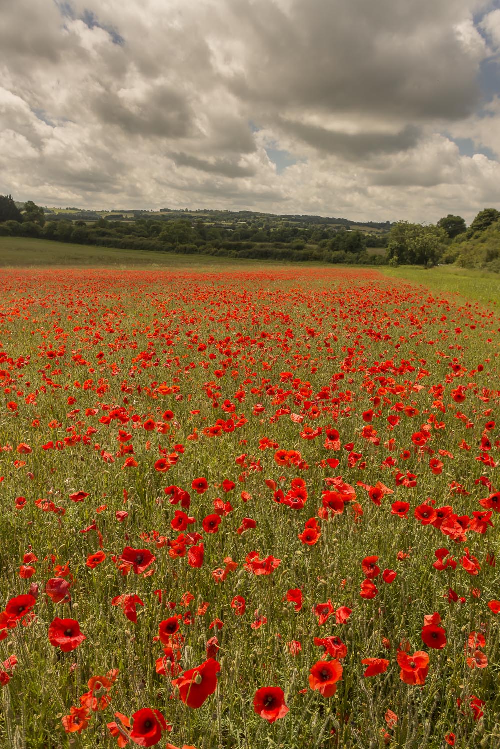 poppies-portrait-Gloucestershire-Jo-Kearney-photos-landscape-photography-video-landscapes.jpg