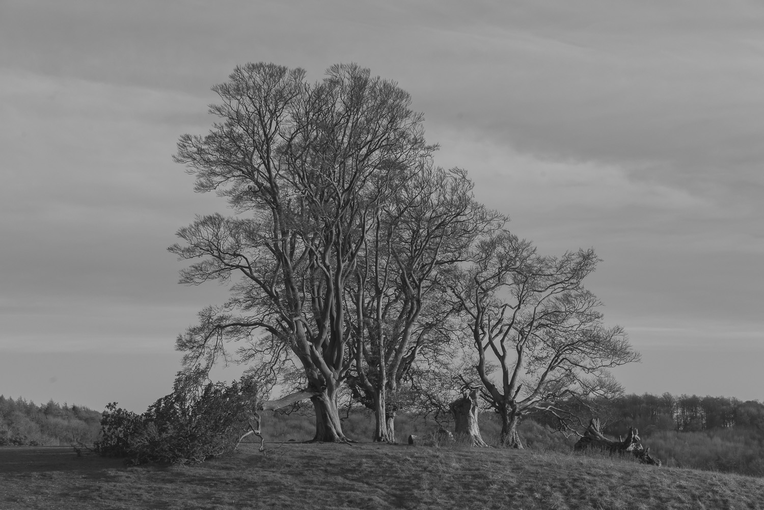 winter-trees-Stanway-Gloucestershire-Jo-Kearney-photos-landscape-photography-video-landscapes.jpg