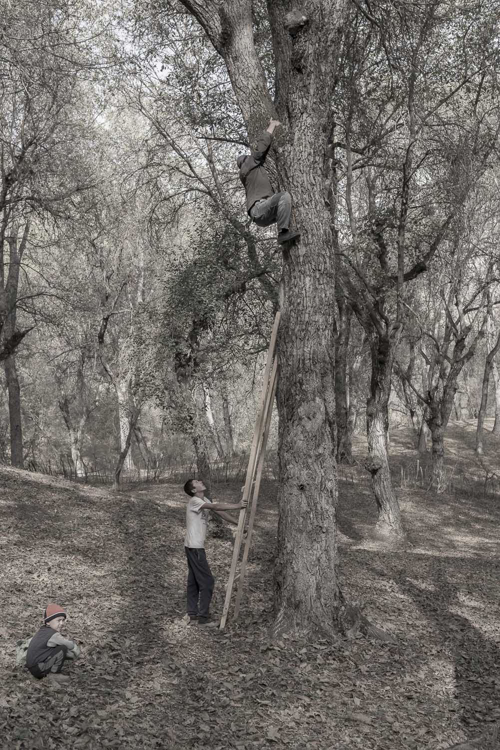 walnut-picking-kyrgyzstan-arslanbob-jo-kearney-photography-video-cheltenham.jpg