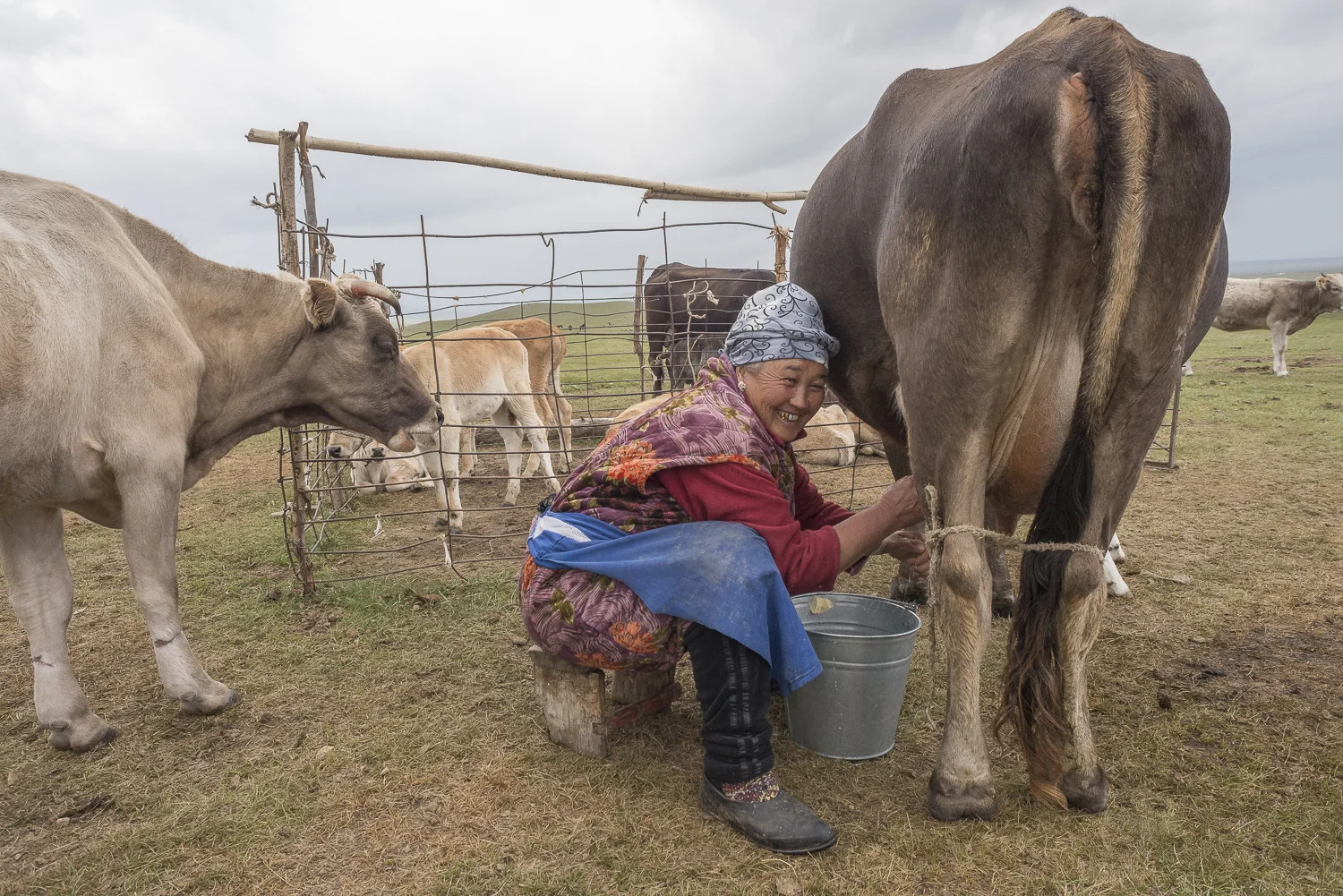 woman-milking-jo-kearney-photography-video-kyrgyzstan-nomads-milking-donkeys-photos-for-sale.jpg