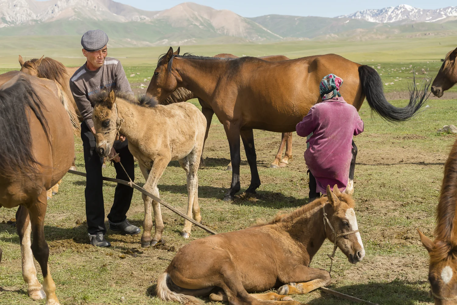 jo-kearney-photography-video-kyrgyzstan-nomads-milking-mares.jpg