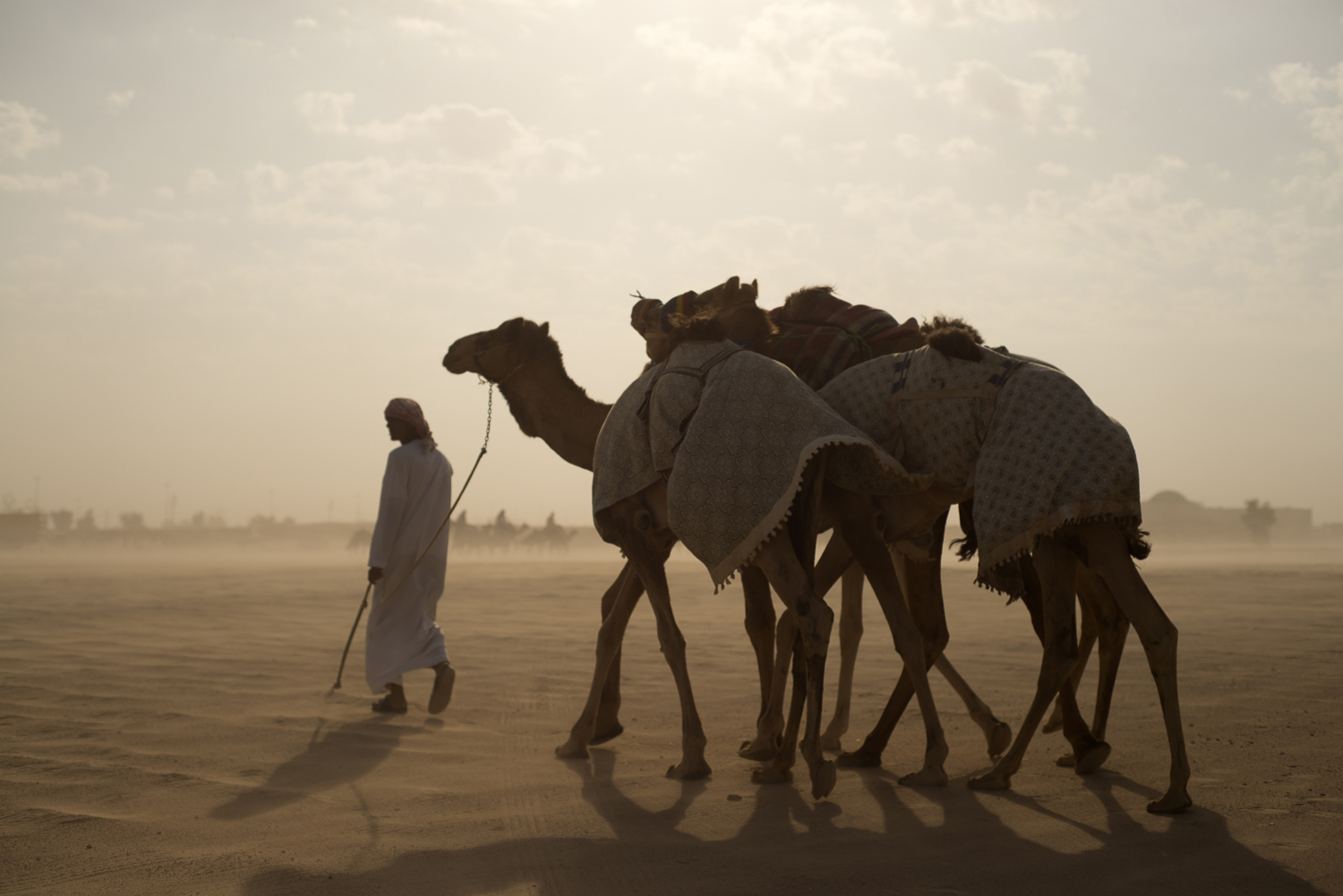 jo-kearney-video-photos-photography-travel-portraits-prints-for-sale-dubai-camels-camel-herder-dubai-UAE-desert-racing-camels-sand.jpg