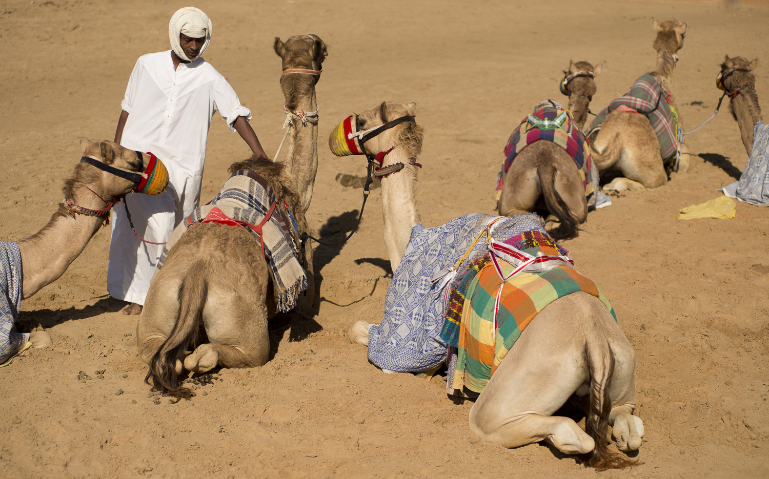 jo-kearney-video-photos-photography-travel-portraits-prints-for-sale-dubai-camels-camel-herder-dubai-UAE-desert-racing-camels.jpg