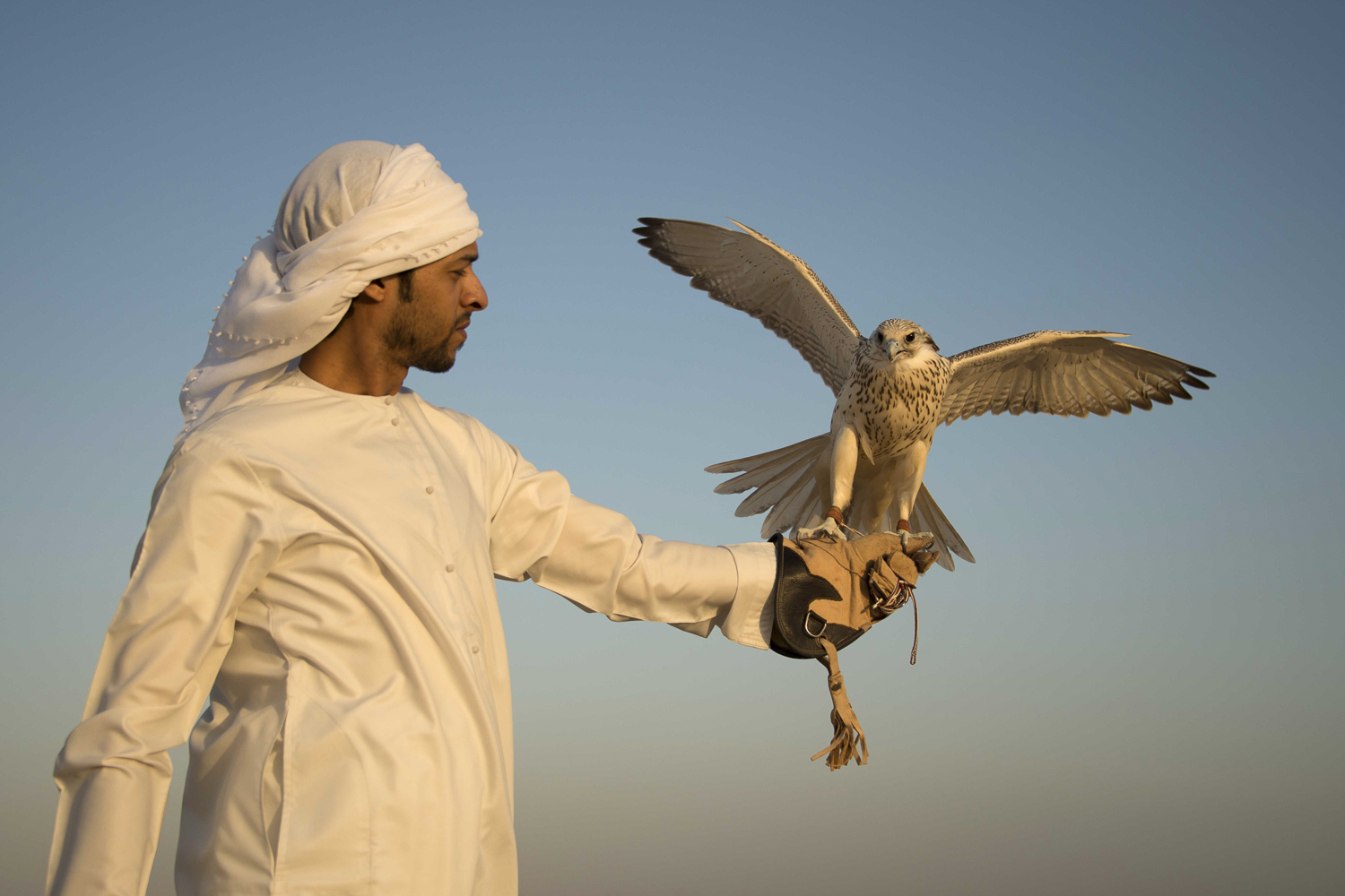 jo-kearney-video-photos-photography-travel-portraits-prints-for-sale-falconry-dubai-desert-falcon-uae-emirati.jpg