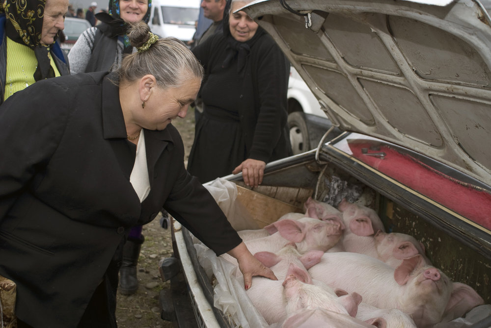 portrait-photography-portraits-portraits-jo-kearney-photography-video-cattle-market-Romania-Maramures-piglets-pigs-in-carboot.jpg