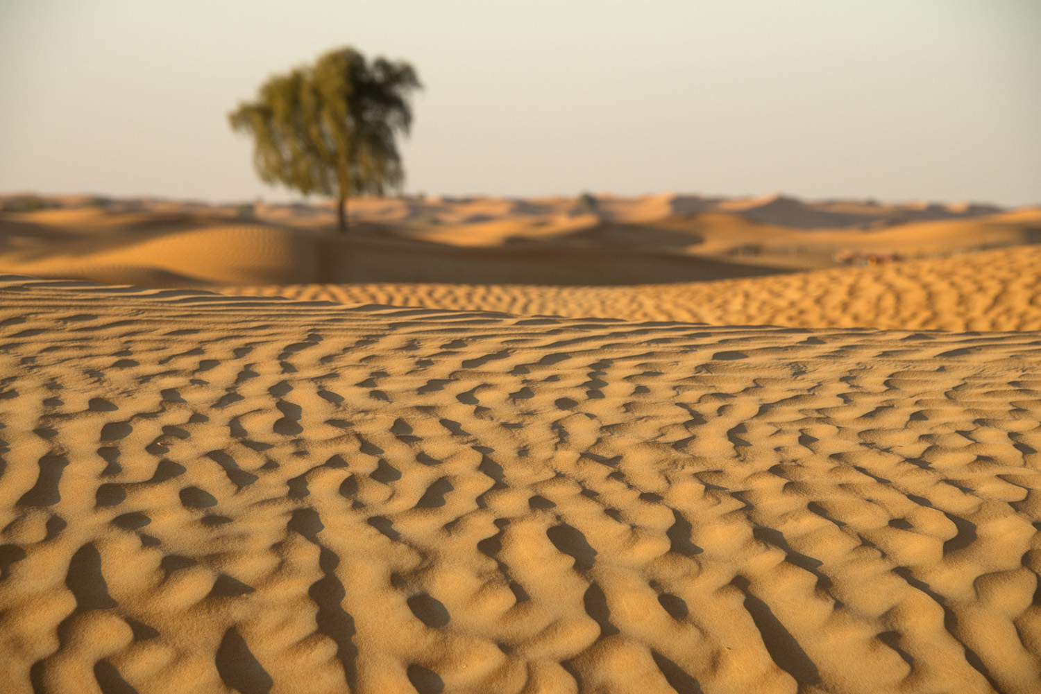 jo-kearney-video-photos-photography-travel-portraits-prints-for-sale-dubai-landscape-sand-dunes-landscape-photography-dubai-UAE-desert.jpg