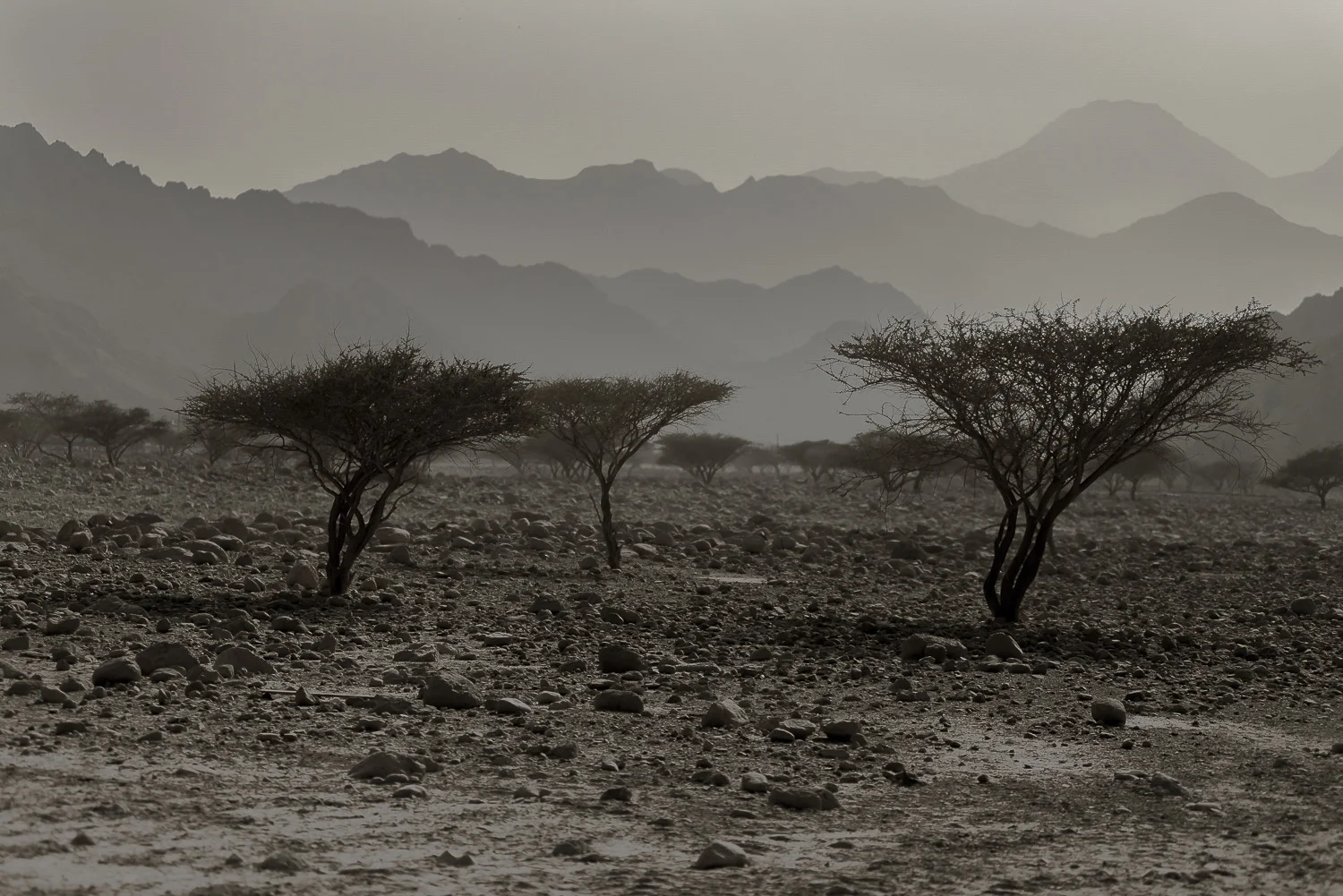 oman-desert-acacia-trees-rocky-scrub-Dibba-Musadam-jo-kearney-video-photos-photography-travel-portraits-prints-for-sale.jpg