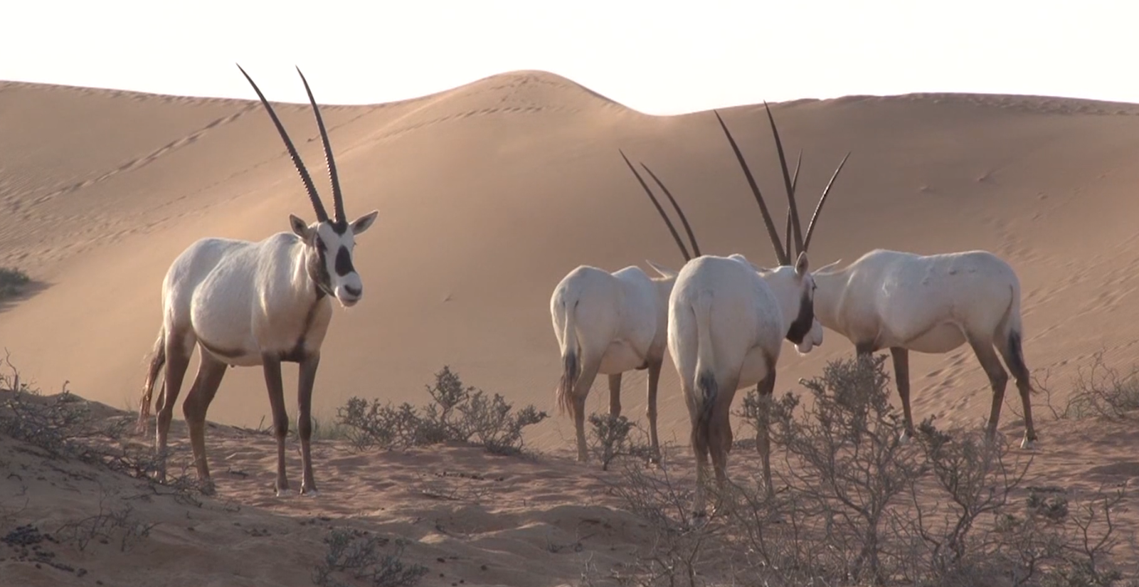 Dubai Conservation Area