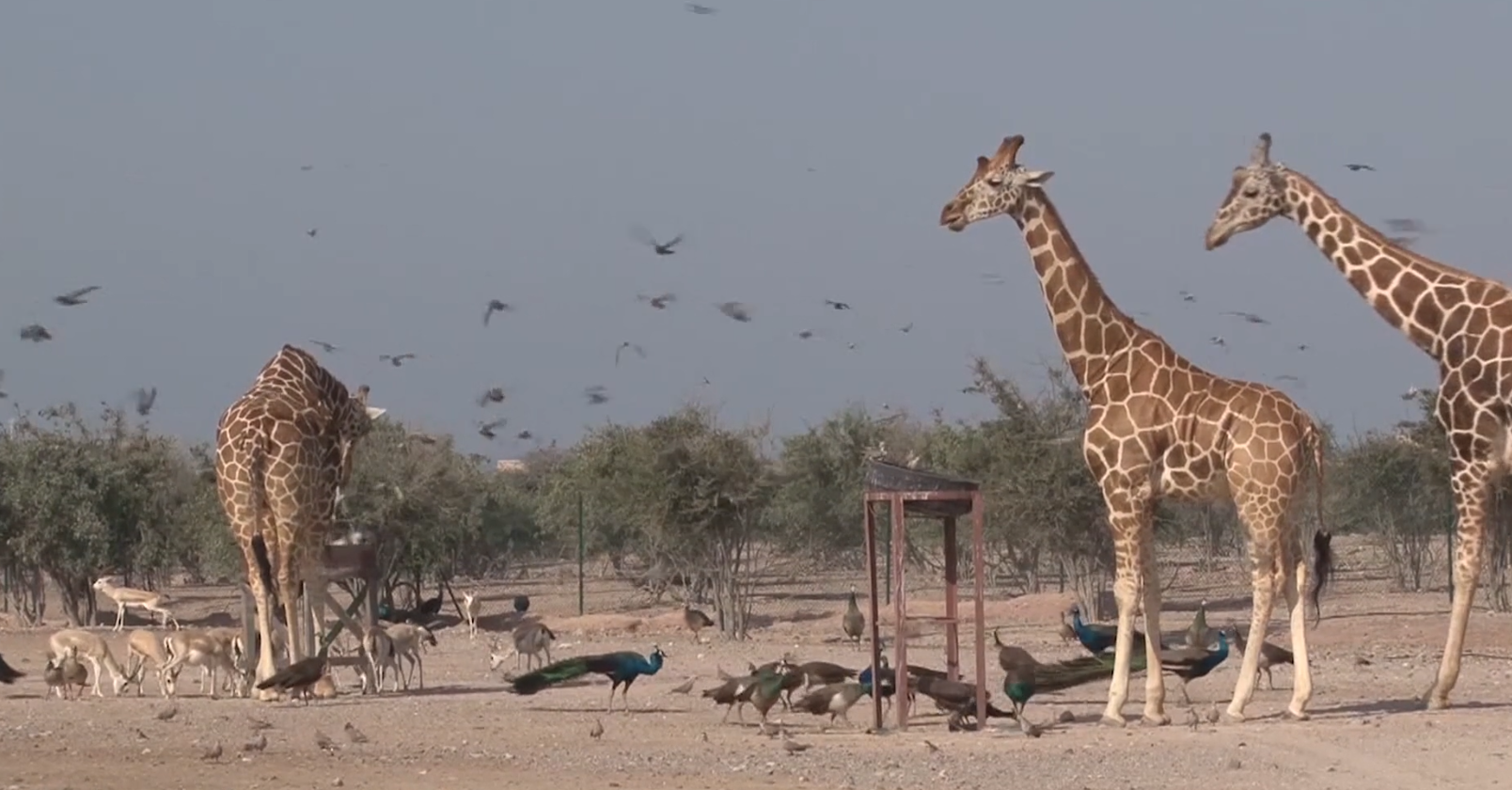 UAE Safari Island