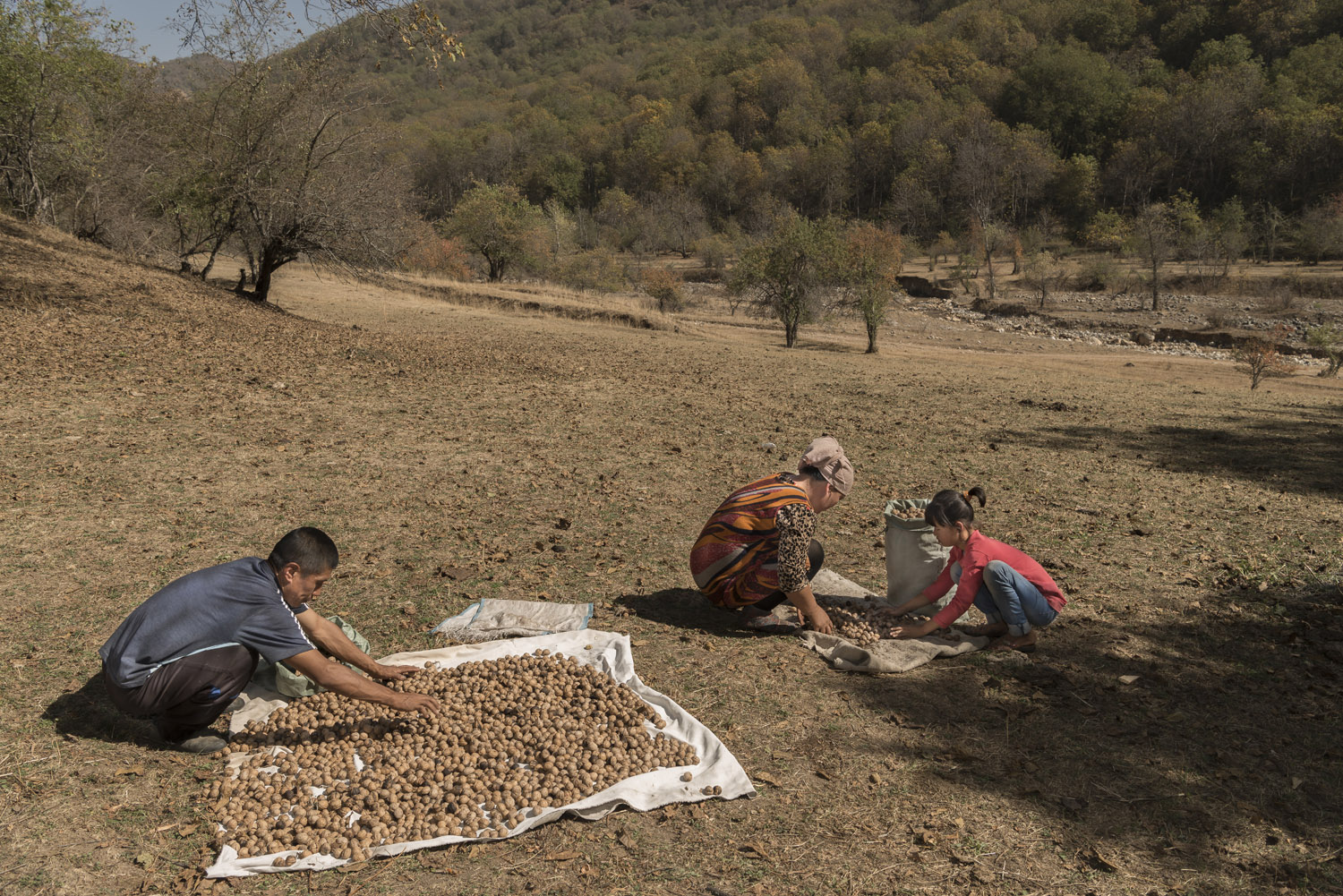 walnuts-picking-kyrgyzstan-child-arslanbob-soviet-union-russia-family-drying-walnuts.jpg
