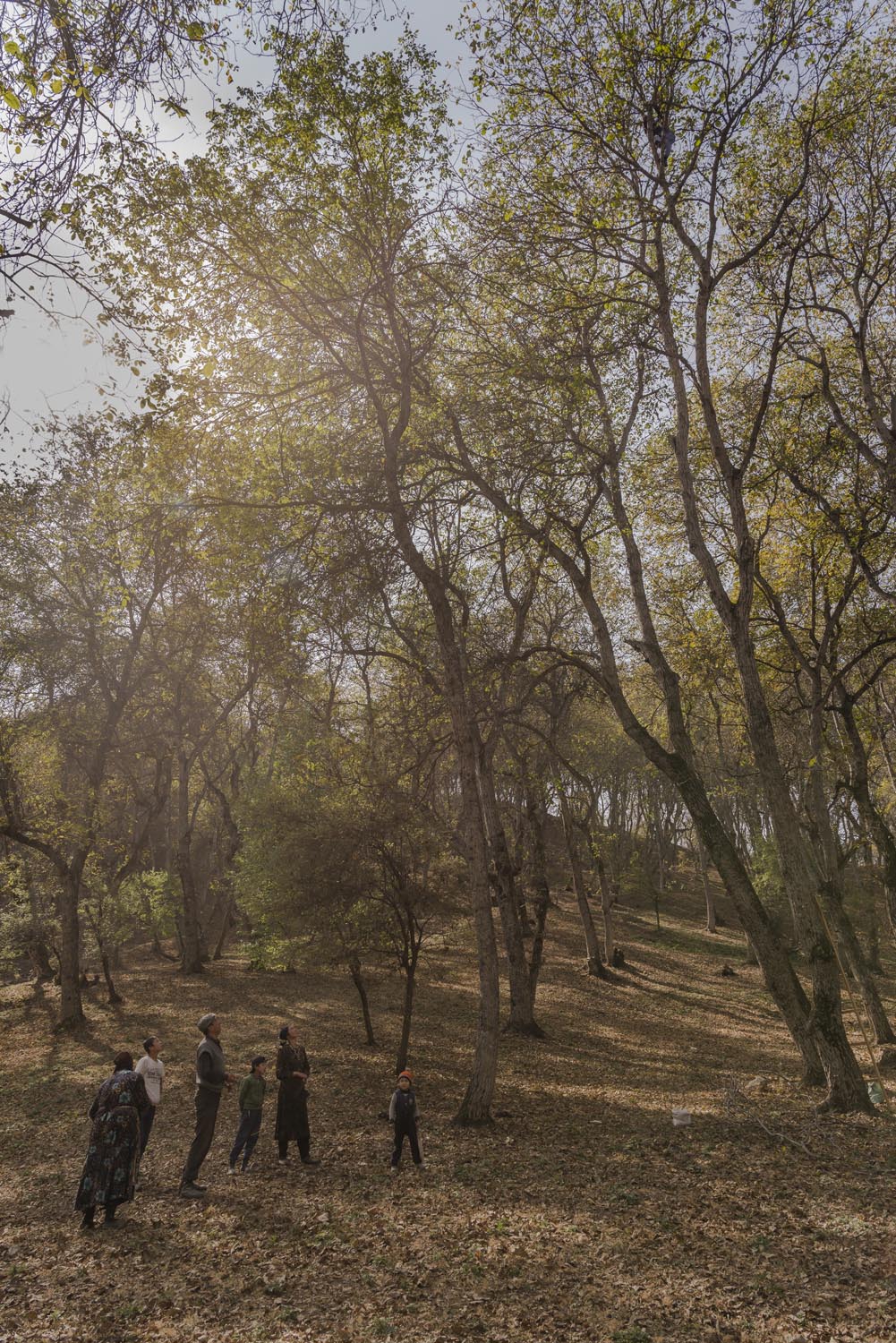 walnuts-picking-kyrgyzstan-child-arslanbob-soviet-union-russia-picnic-camping-family-climbing-tree-walnuts.jpg