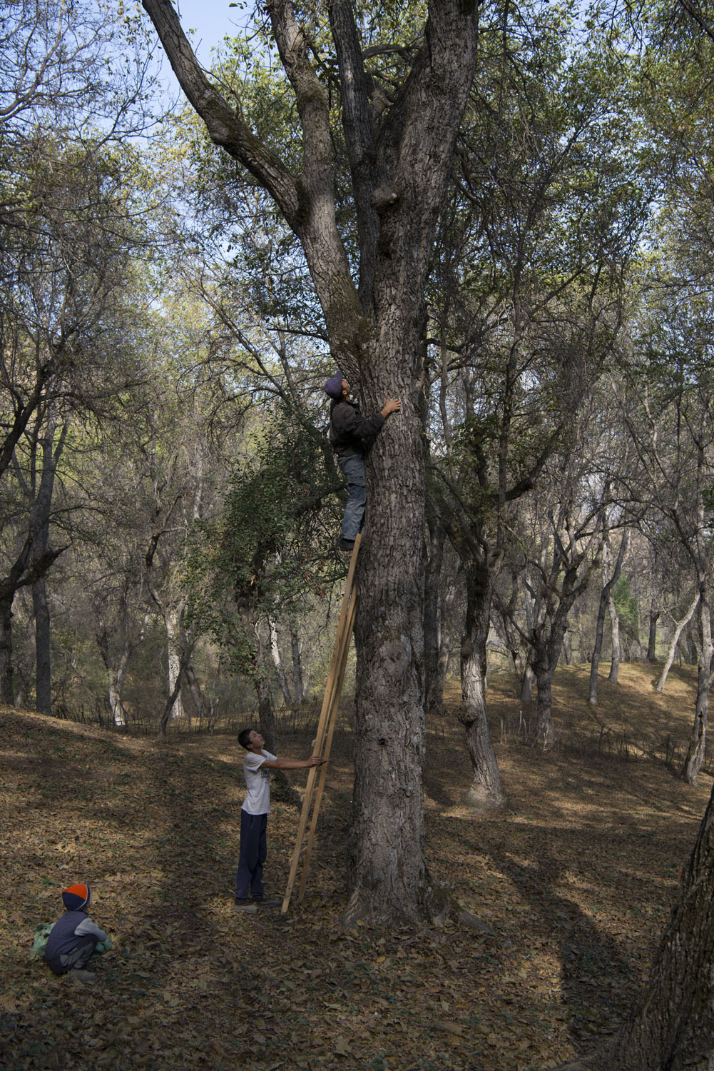 walnuts-picking-kyrgyzstan-child-arslanbob-soviet-union-russia-picnic-camping-family-picking-climbing-walnut-tree.jpg
