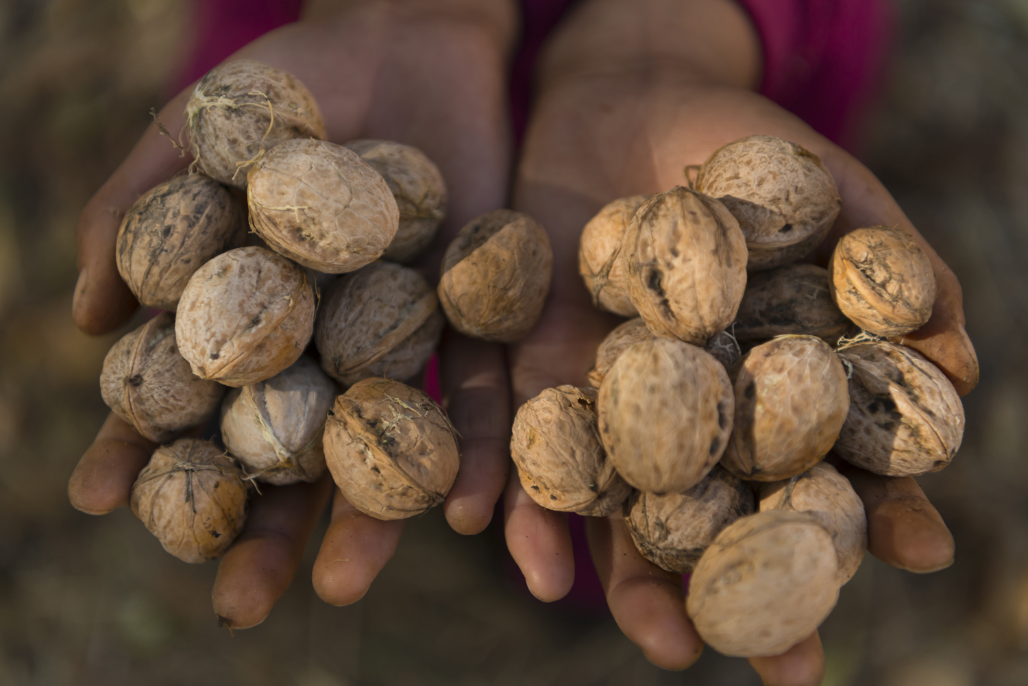 walnuts-picking-kyrgyzstan-child-arslanbob-soviet-union-russia-handful-of-nuts.jpg