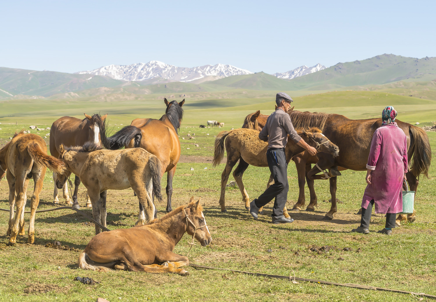 kyrgyzstan-nomads-lake-song-kul-jo-kearney-video-photography-soviet-kyrgyz-milking-mares-couple.jpg