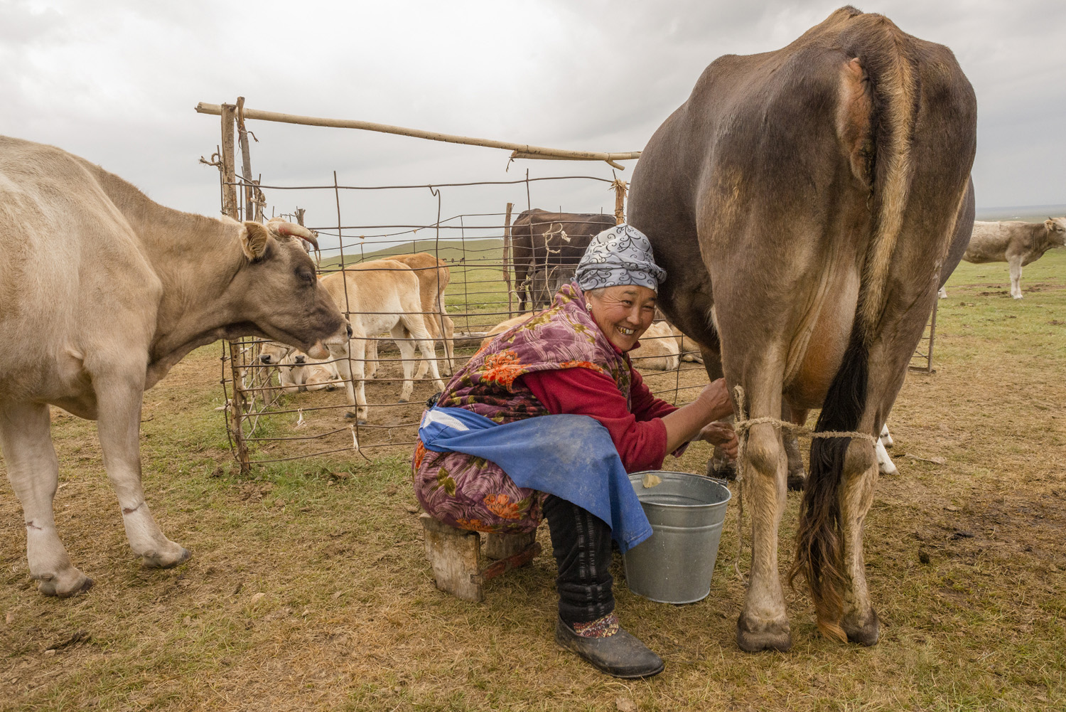 kyrgyzstan-nomads-lake-song-kul-jo-kearney-video-photography-soviet-yurt-family-camping-milking-cows-woman-kyrgyz.jpg