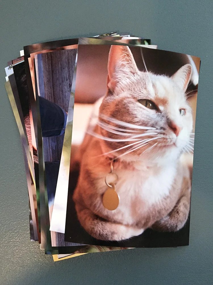 No test roll of mine would be complete without a cat photo.