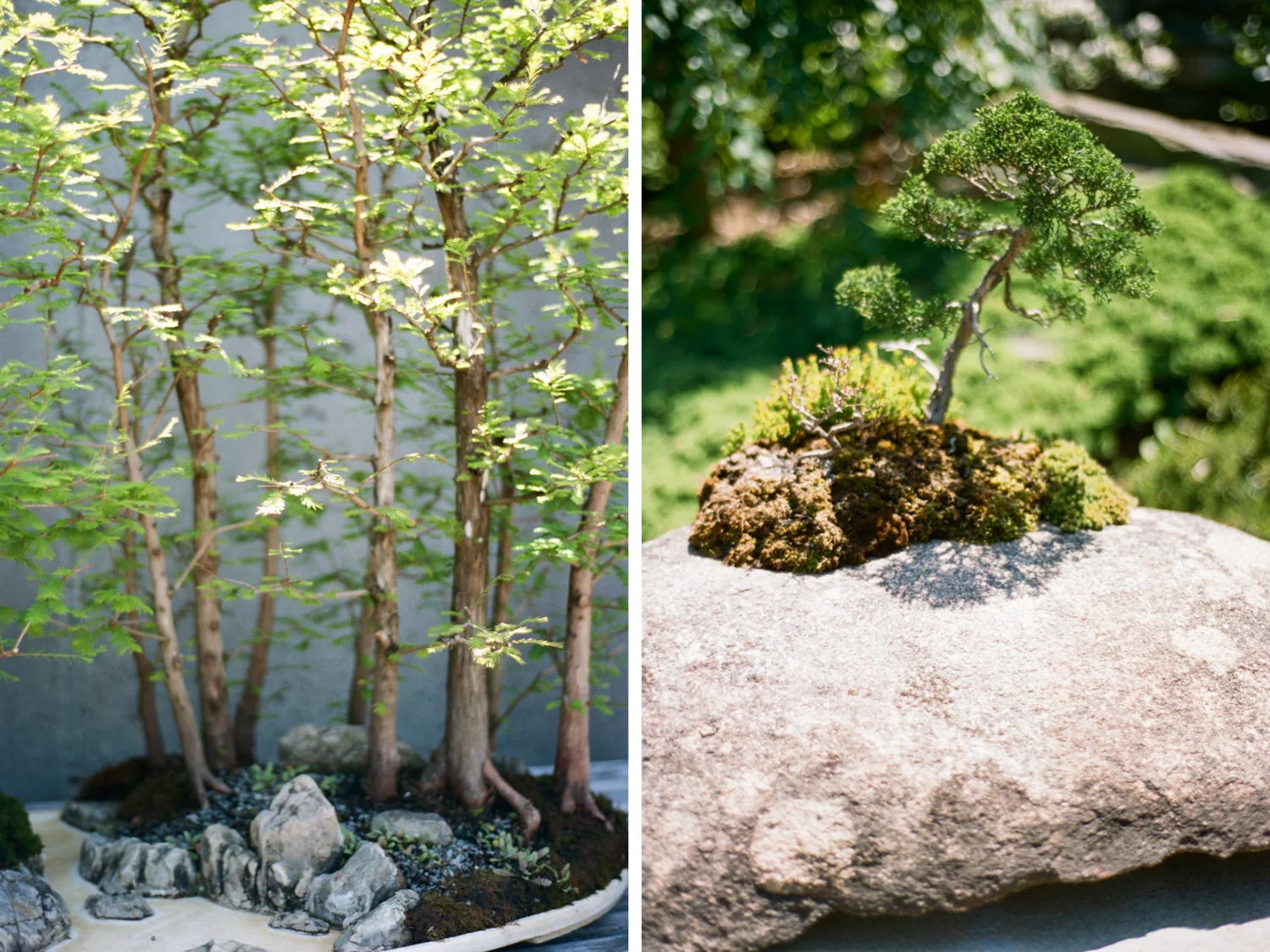 Bonsai exhibit at the Asheville Arboretum
