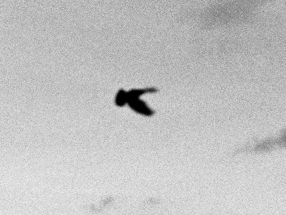Film Grain | ISO is Your Friend | A Tutorial by Sarah Hooker Photography