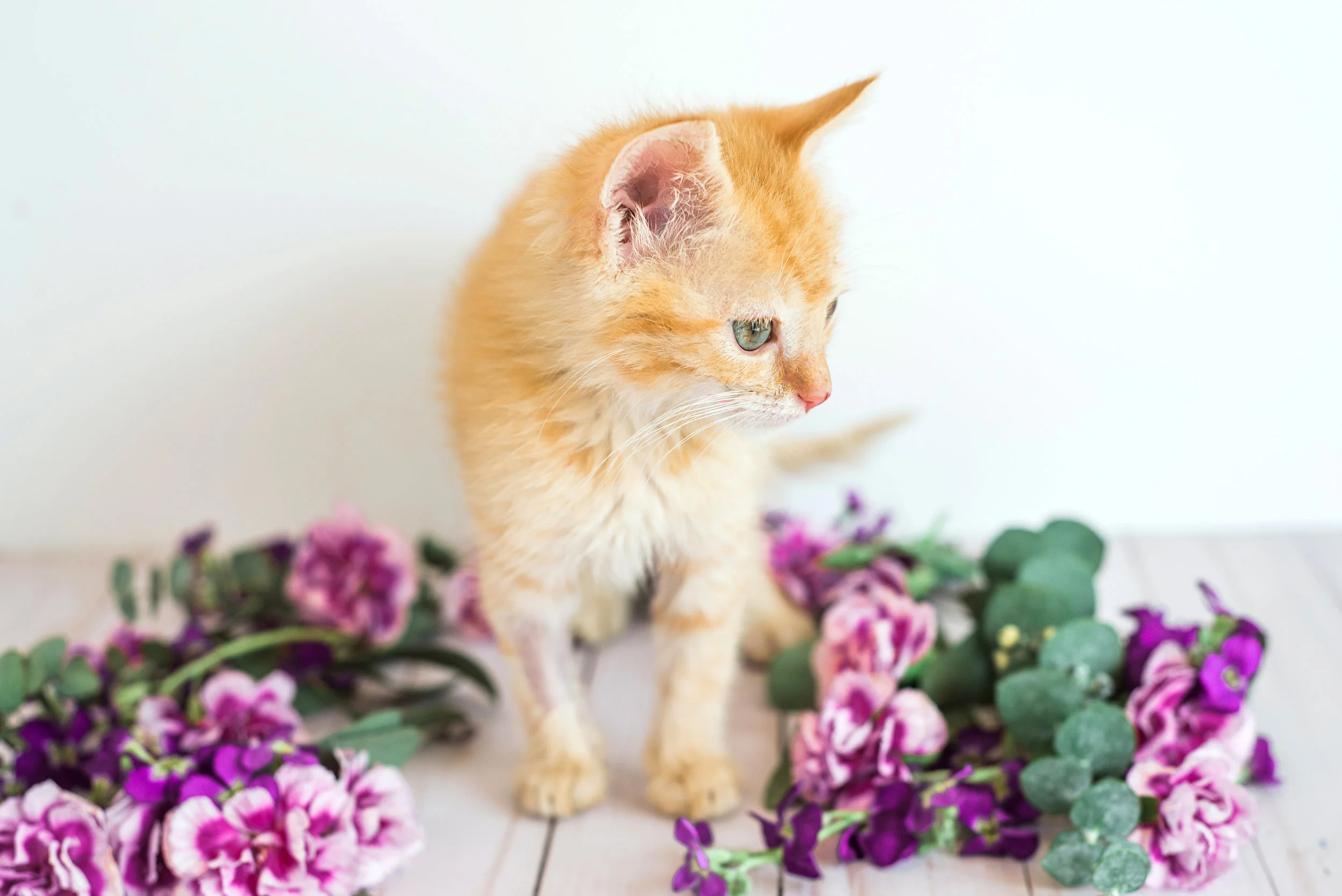 Adoptable kitten from the Asheville Humane Society. Pet photography by Sarah Hooker Photography