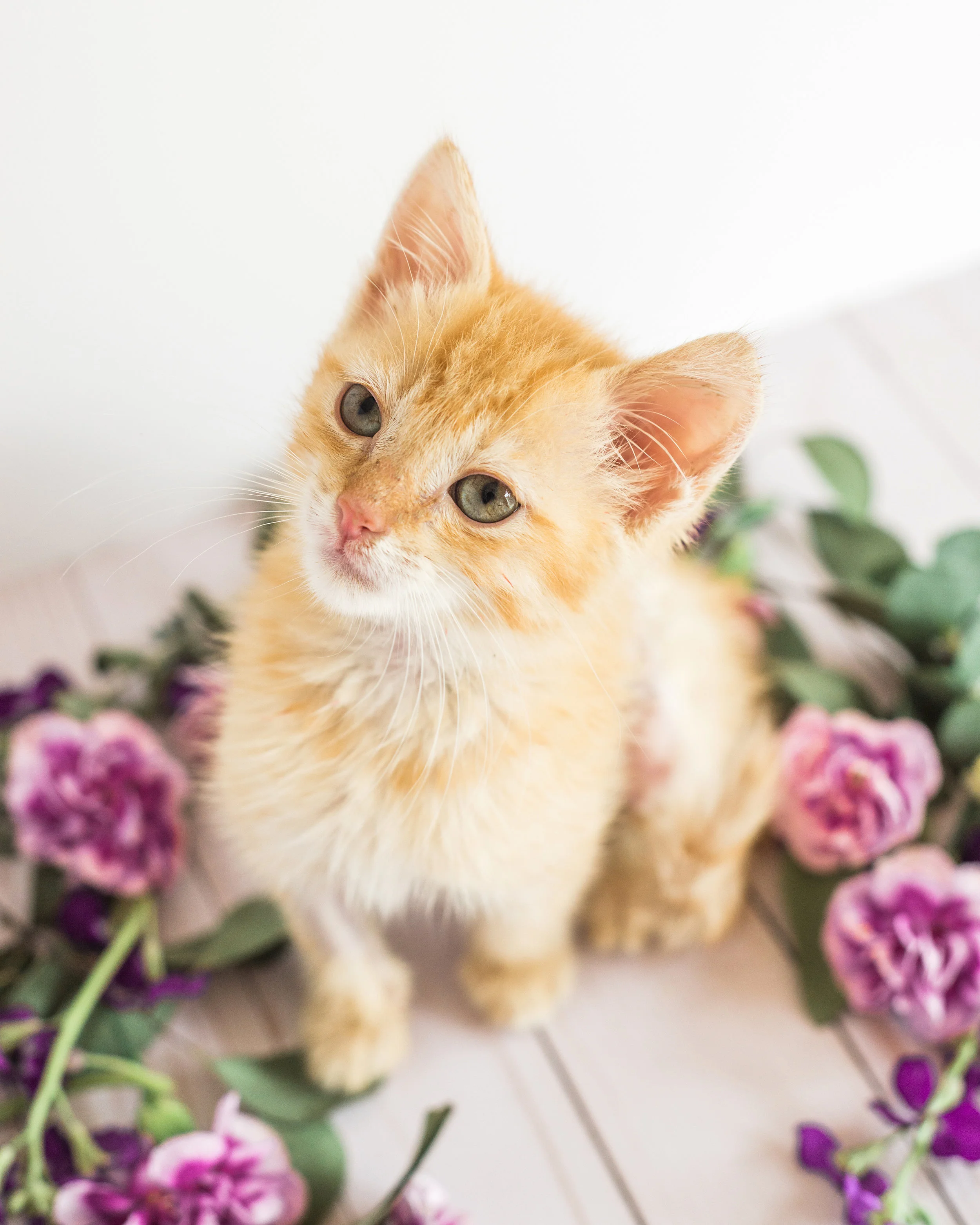 Adoptable kitten from the Asheville Humane Society. Pet photography by Sarah Hooker Photography