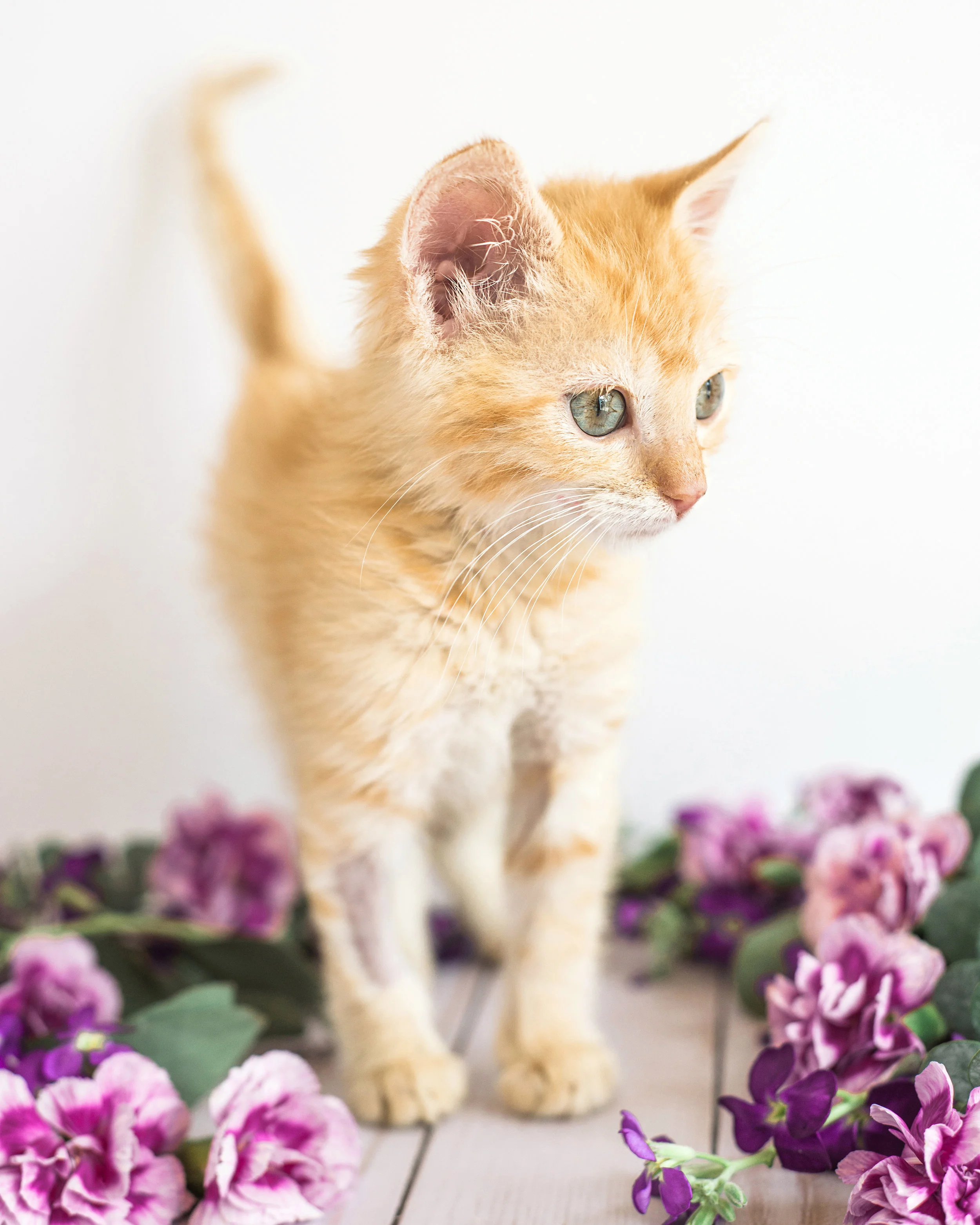 Adoptable kitten from the Asheville Humane Society. Pet photography by Sarah Hooker Photography