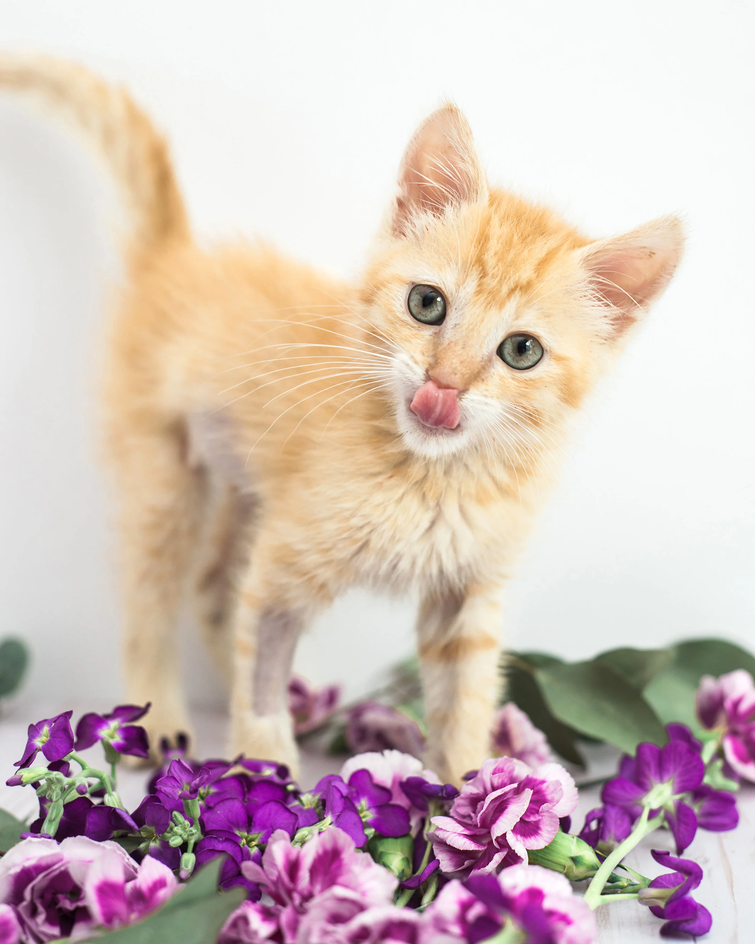 Adoptable kitten from the Asheville Humane Society. Pet photography by Sarah Hooker Photography