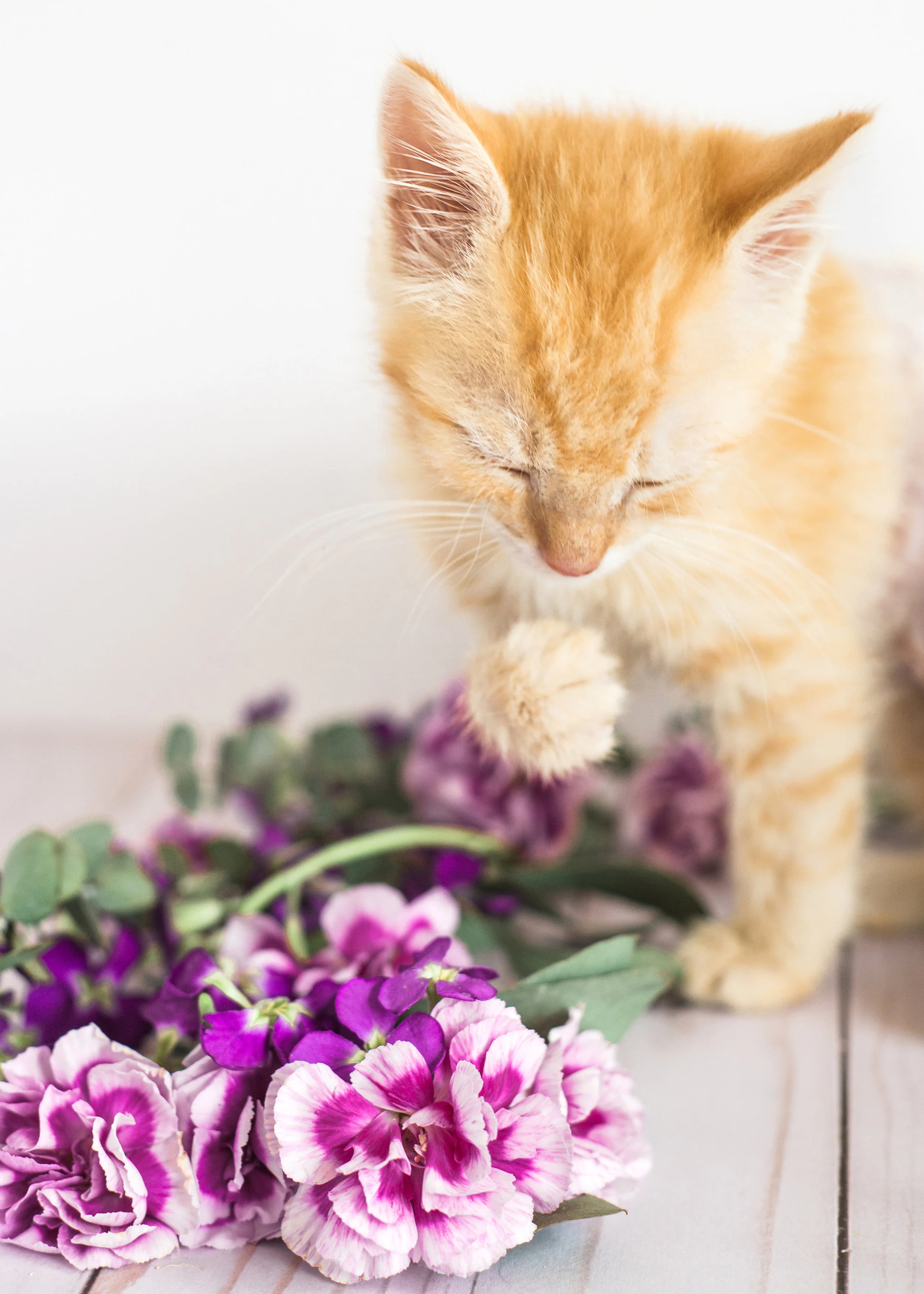 Adoptable kitten from the Asheville Humane Society. Pet photography by Sarah Hooker Photography