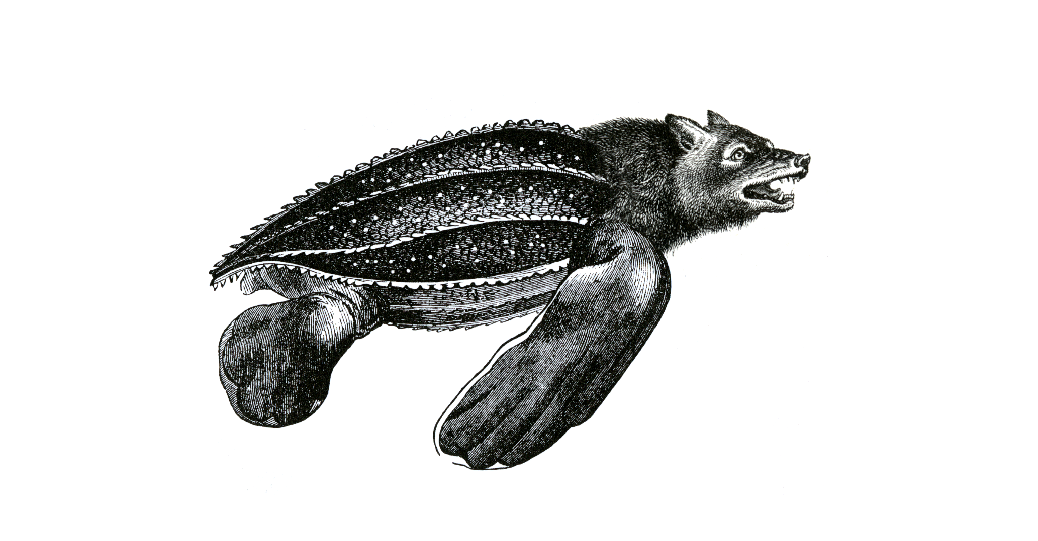 TurtleWolf.png