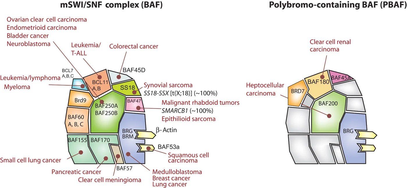 BAFcomplexcancer.jpg