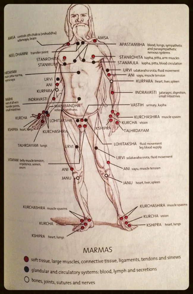 This and the following charts picture the location of the Marmas as devised and developed by the great South Indian sage Agastya and highly recommended by two ancient texts: the Yogayajnavalkya Samhita and the Vasishta Samhita.