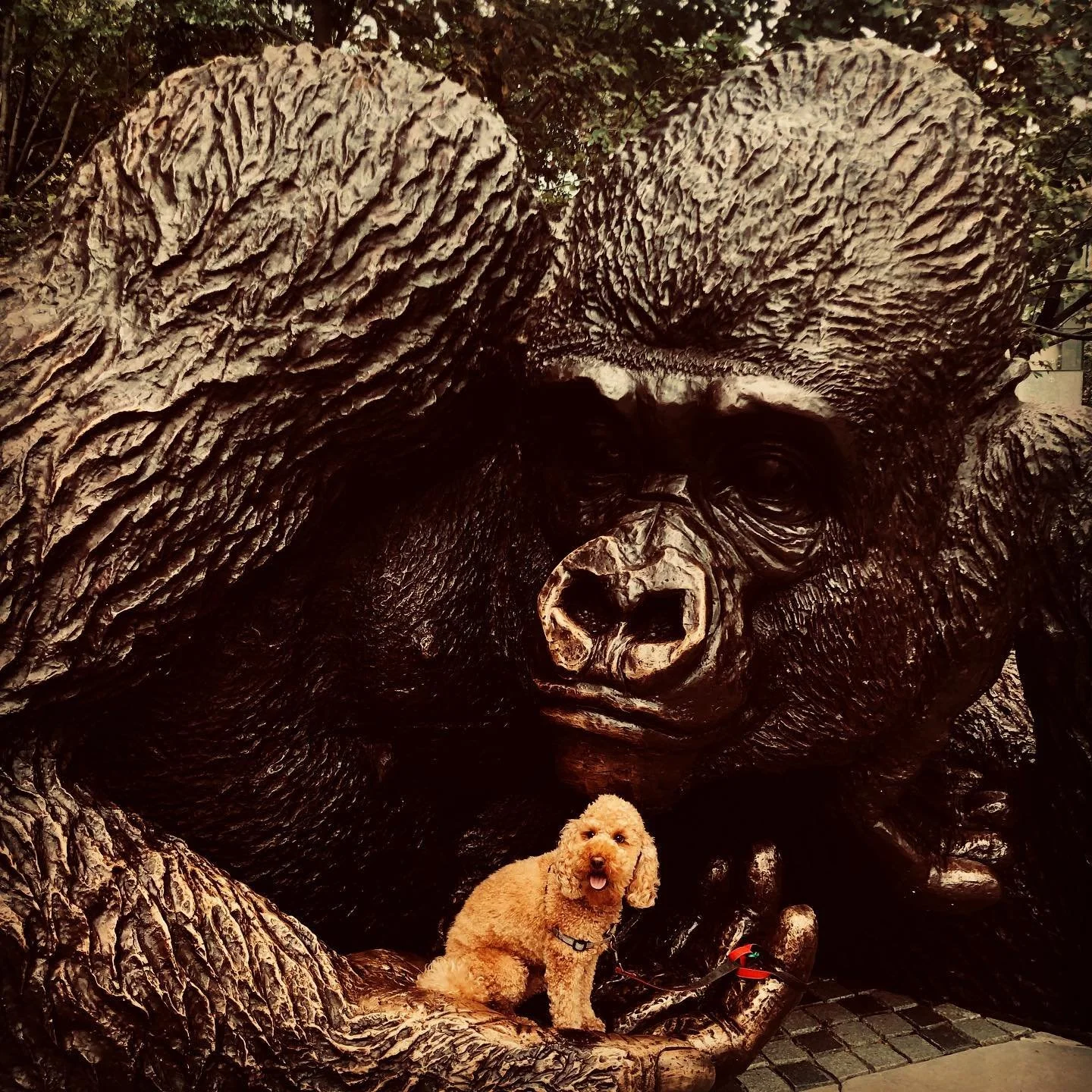 +👑🦍

#KingNyani