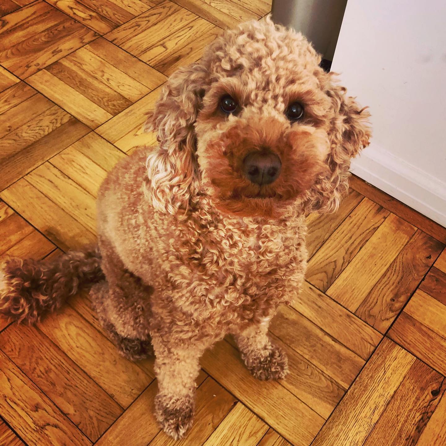 Who is a good boy? 💭