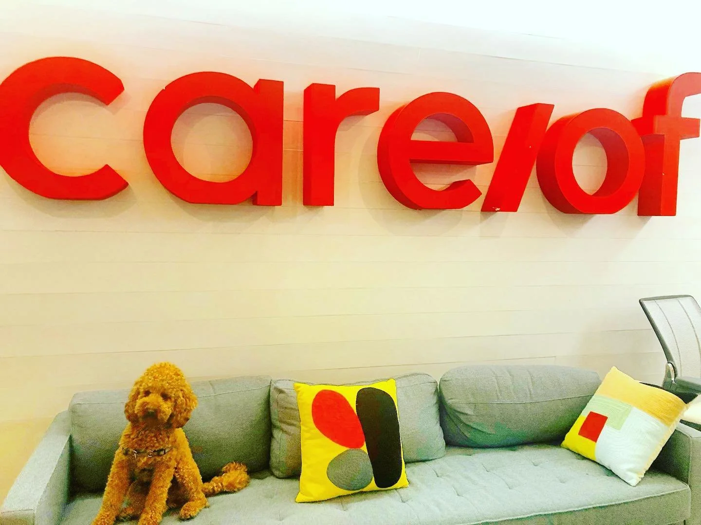 @careof newest #puptern 🐾