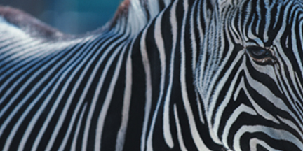 Animals_Zebra.jpg