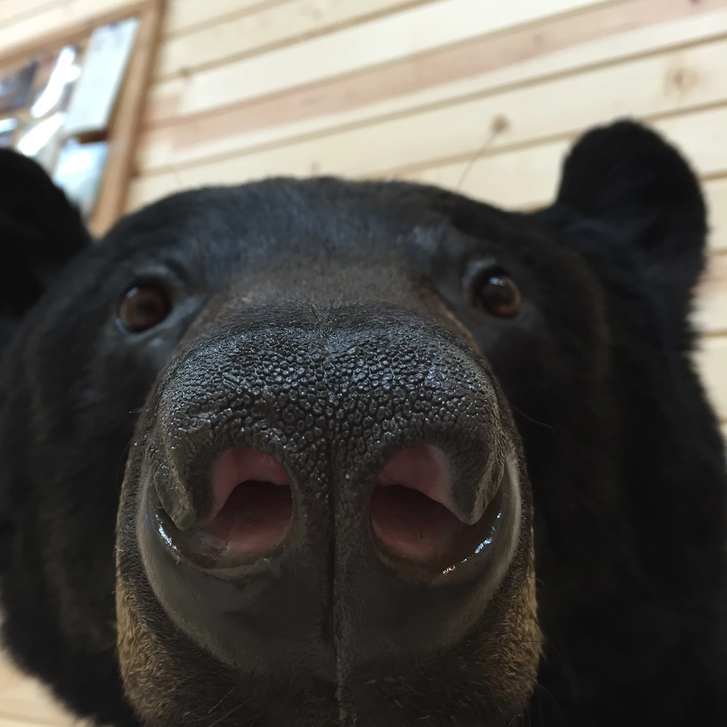 Black-Bear-2.JPG