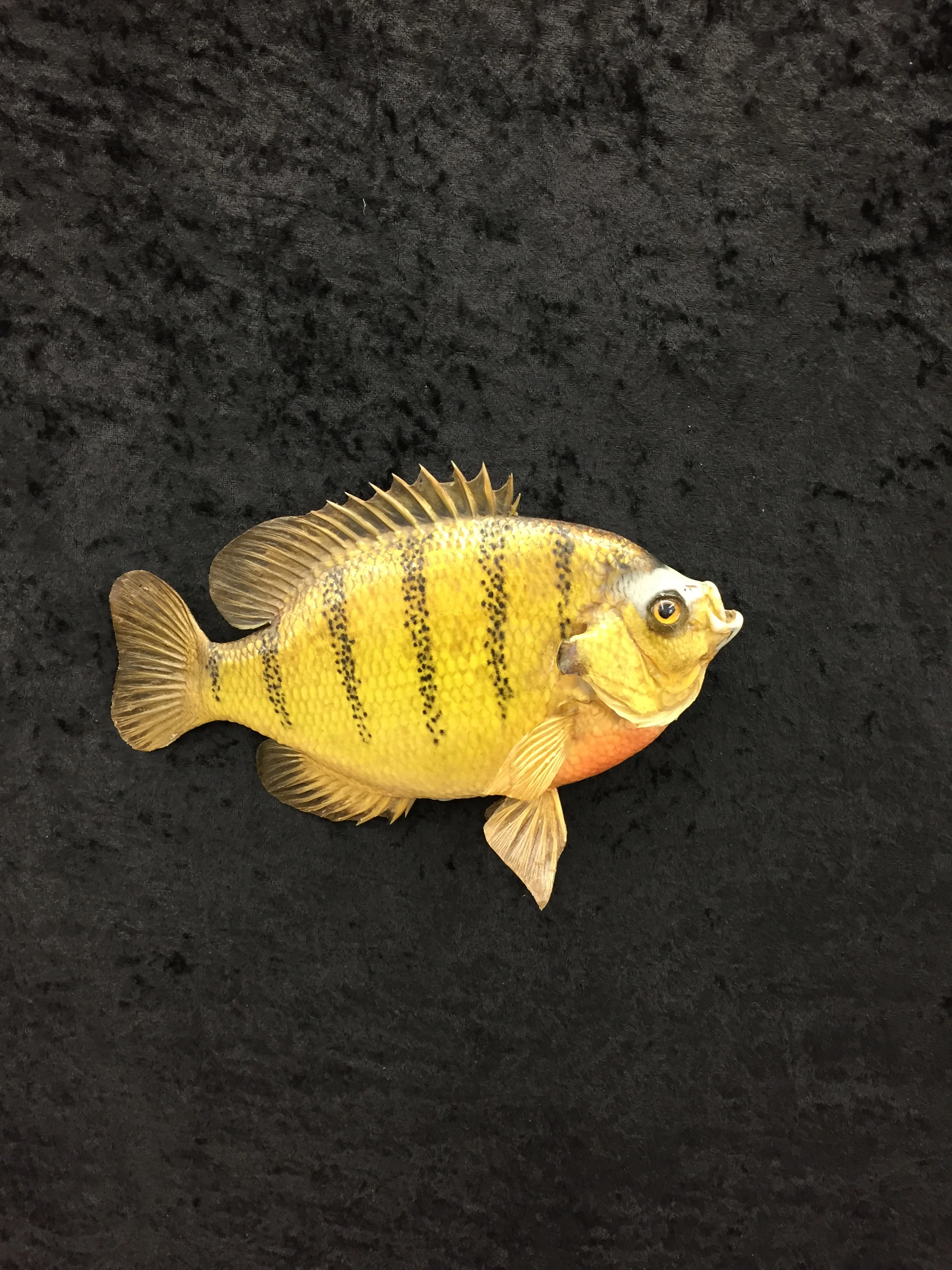 Bluegill-2.JPG