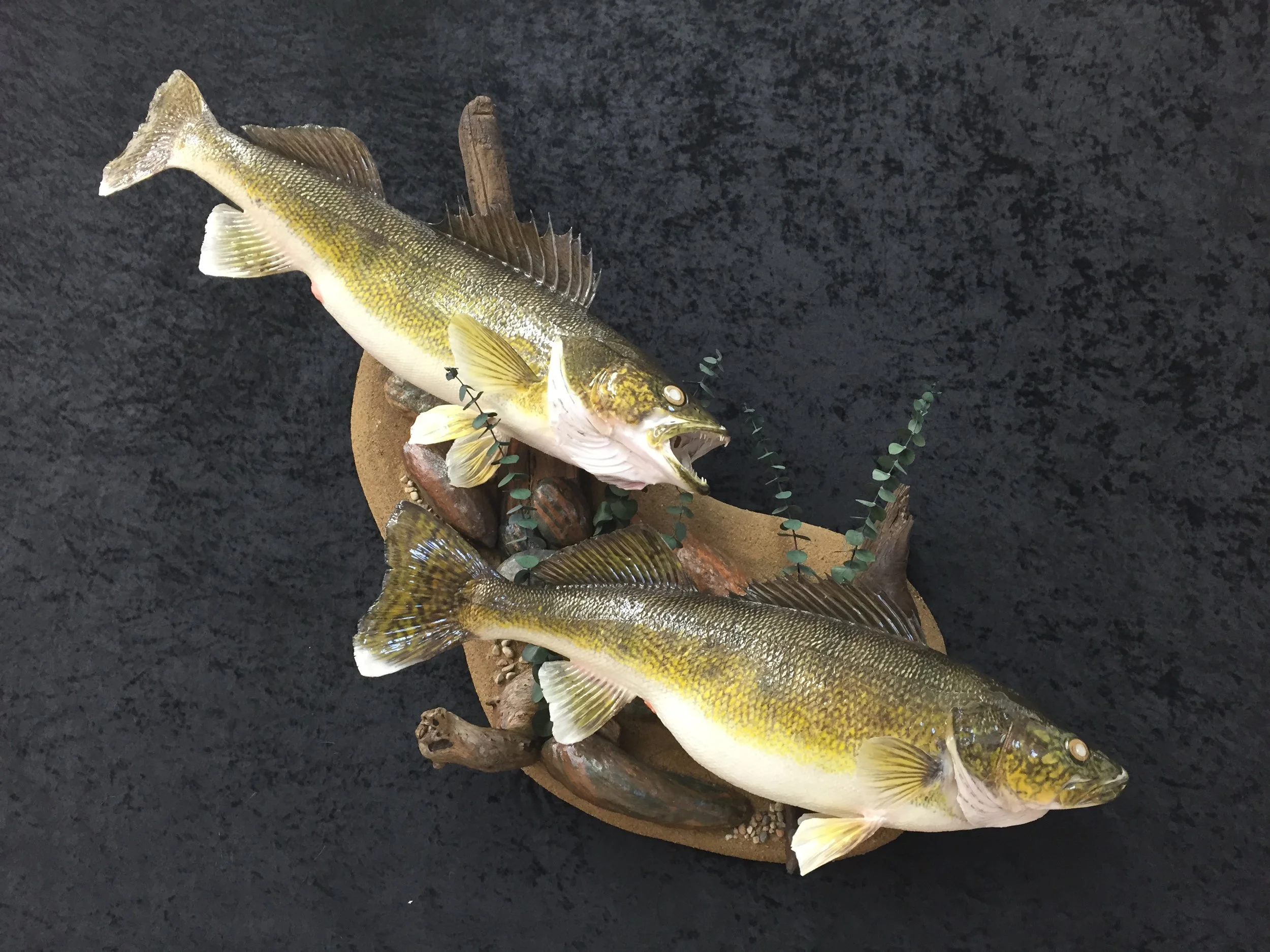 Walleye-5.JPG